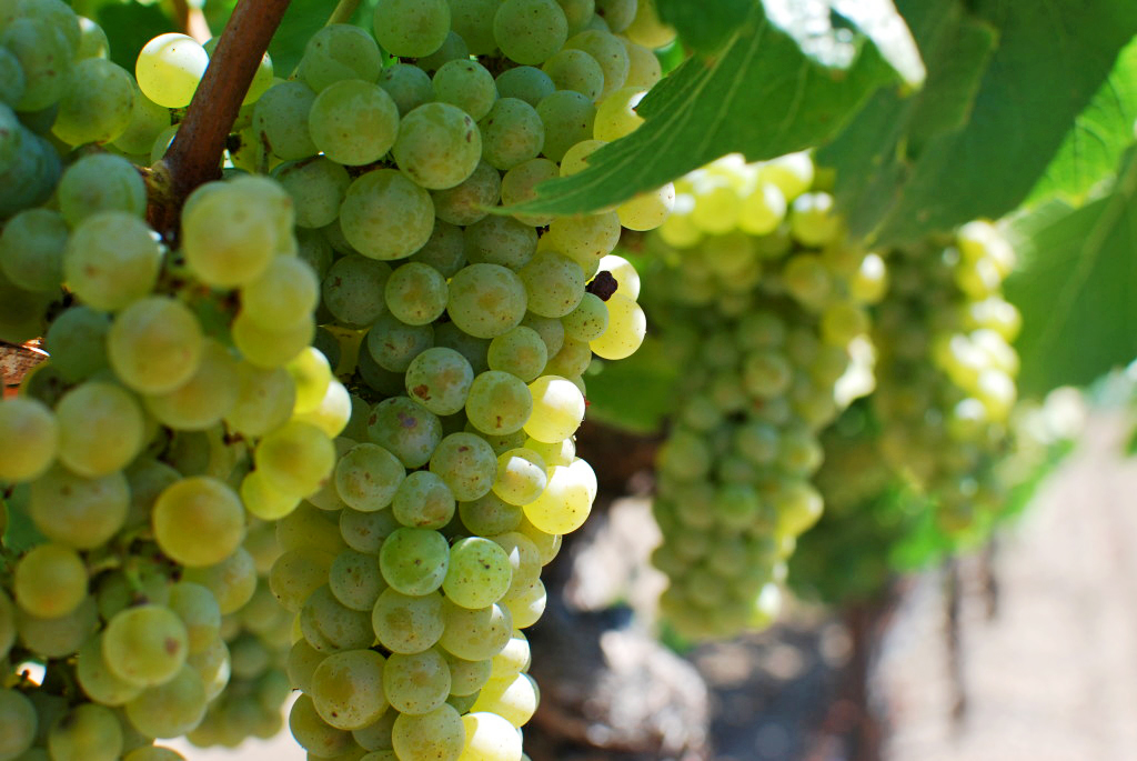 chardonnay-grapes-during-veraison-1024x685