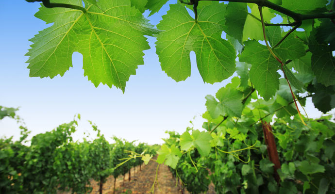 Why the American Viticultural Areas (AVA) System Came into Being