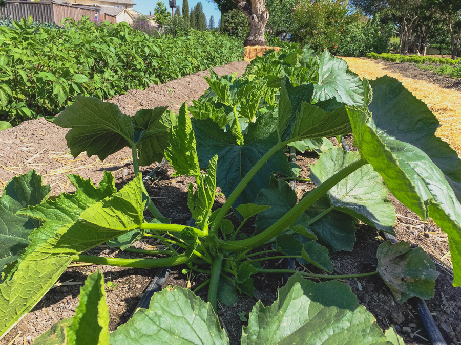 It’s been a while since we last discussed all the latest happenings in our garden. So now that spring is officially in the air, we figured there’s no better time to get out in the garden with Executive Chef Justin Wangler and Culinary Gardener Tucker Taylor and discuss our upcoming crops.