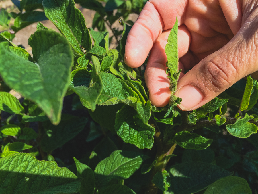 It’s been a while since we last discussed all the latest happenings in our garden. So now that spring is officially in the air, we figured there’s no better time to get out in the garden with Executive Chef Justin Wangler and Culinary Gardener Tucker Taylor and discuss our upcoming crops.