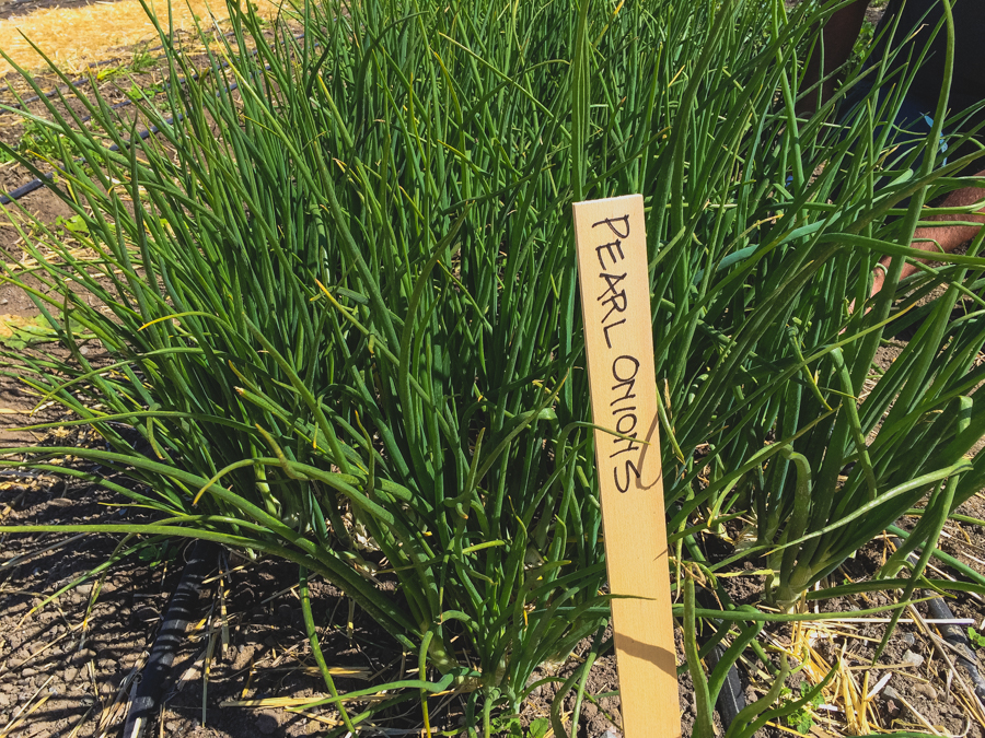 It’s been a while since we last discussed all the latest happenings in our garden. So now that spring is officially in the air, we figured there’s no better time to get out in the garden with Executive Chef Justin Wangler and Culinary Gardener Tucker Taylor and discuss our upcoming crops.