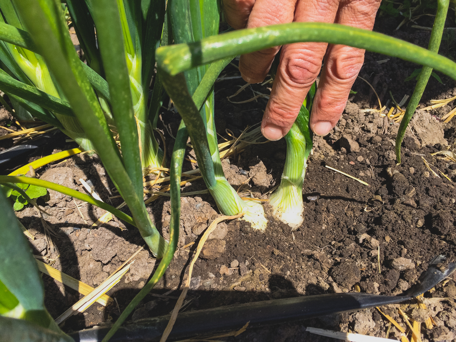 It’s been a while since we last discussed all the latest happenings in our garden. So now that spring is officially in the air, we figured there’s no better time to get out in the garden with Executive Chef Justin Wangler and Culinary Gardener Tucker Taylor and discuss our upcoming crops.