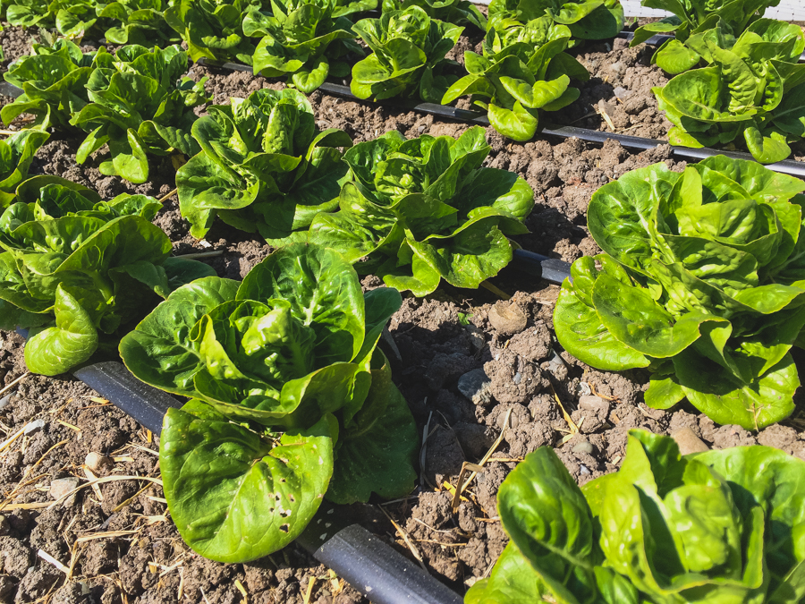 It’s been a while since we last discussed all the latest happenings in our garden. So now that spring is officially in the air, we figured there’s no better time to get out in the garden with Executive Chef Justin Wangler and Culinary Gardener Tucker Taylor and discuss our upcoming crops.