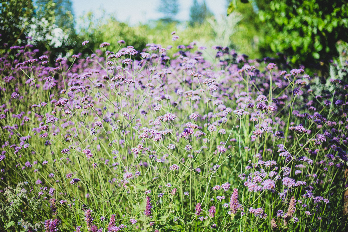 Flowers in the Kendall-Jackson gardens in summertime.