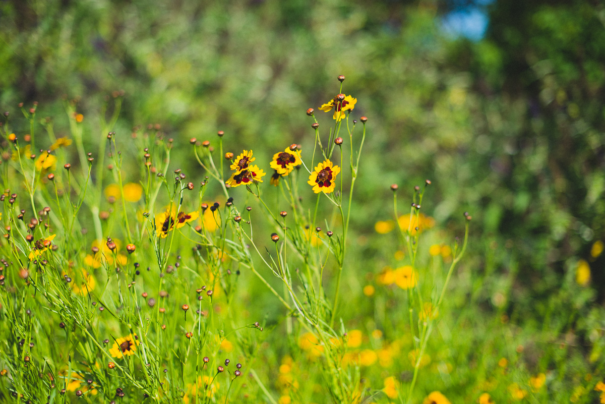 Flowers in the Kendall-Jackson gardens in summertime.