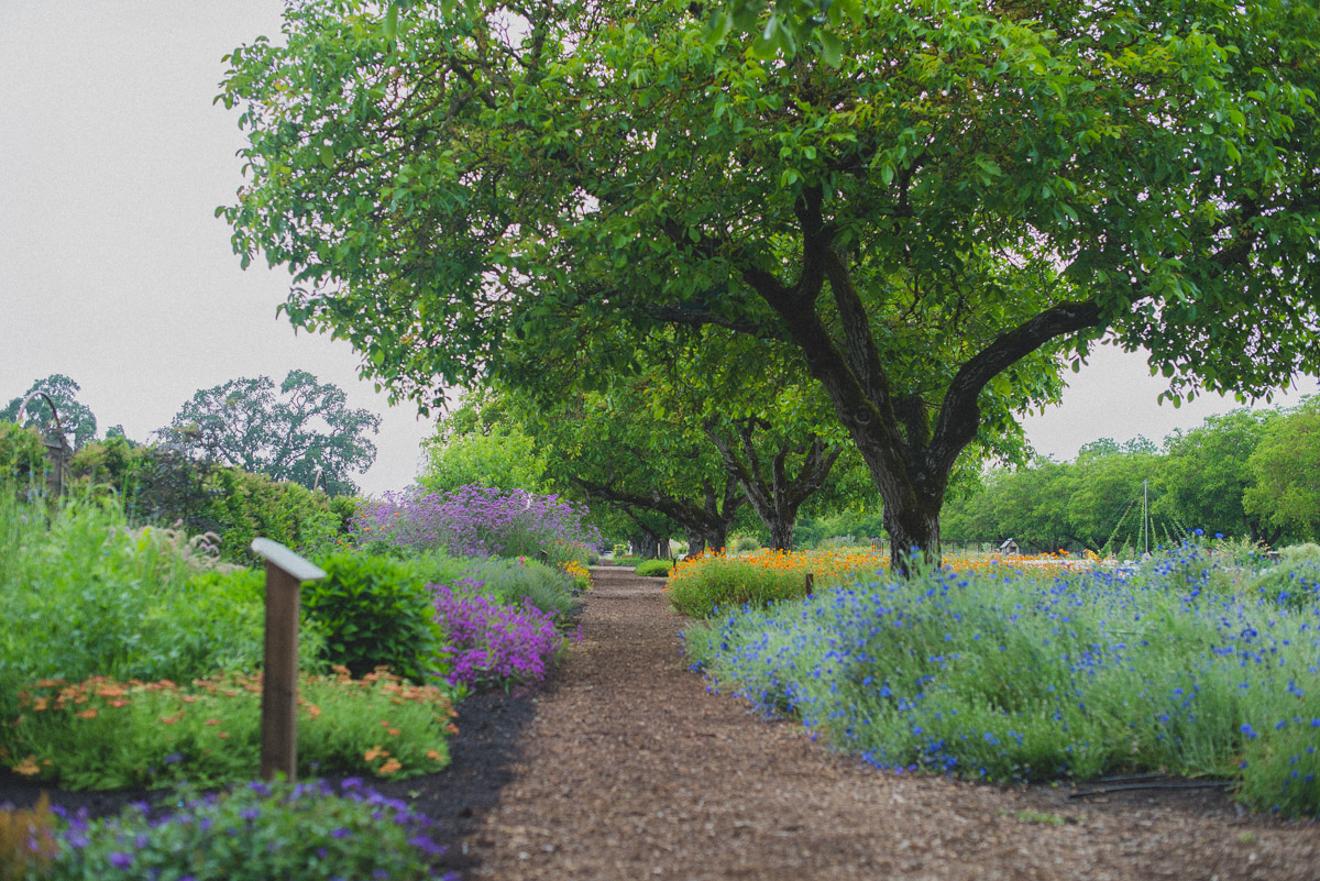 Kendall-Jackson Estate Gardens' Perennial Borders