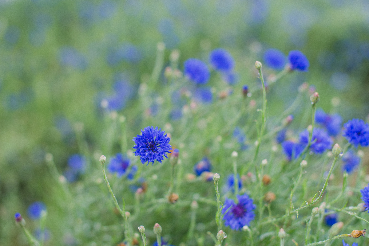 Flowers in the Kendall-Jackson gardens in summertime.