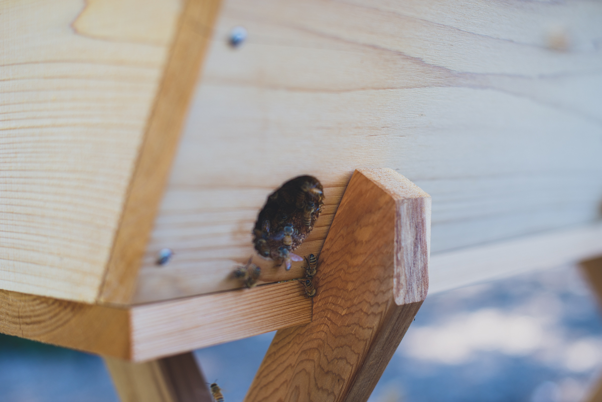 Demonstration beehive in the Kendall-Jackson gardens.