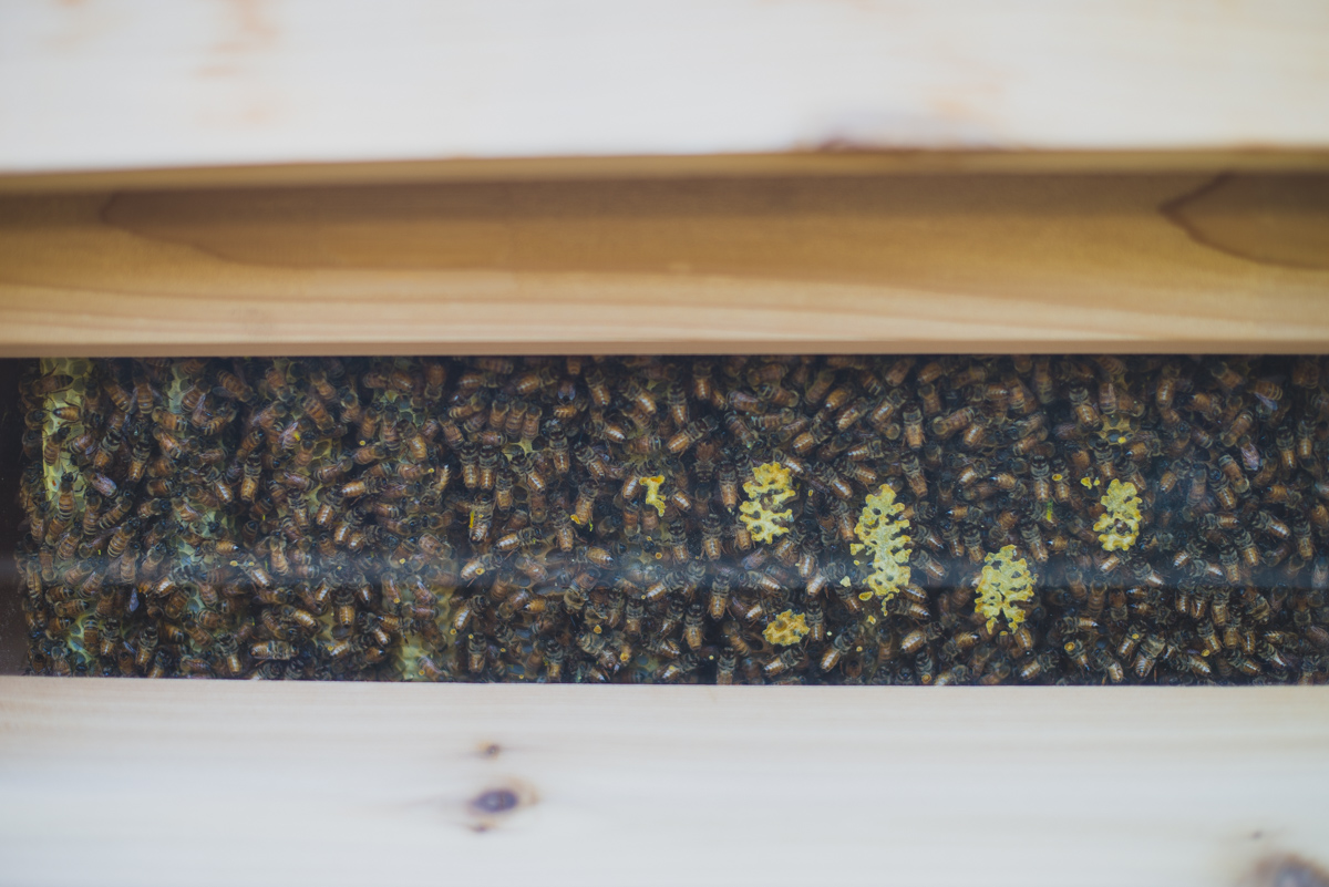 Demonstration beehive in the Kendall-Jackson gardens.