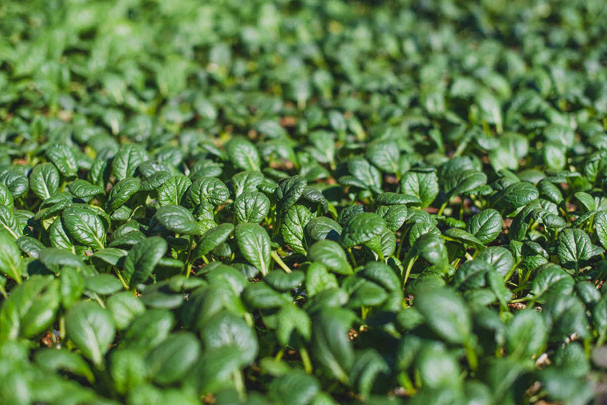 Specialty produce grown at the Kendall-Jackson gardens.