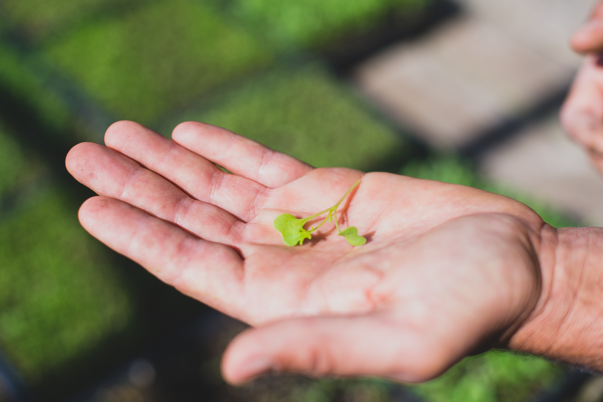 Micro-greens from the Kendall-Jackson gardens.