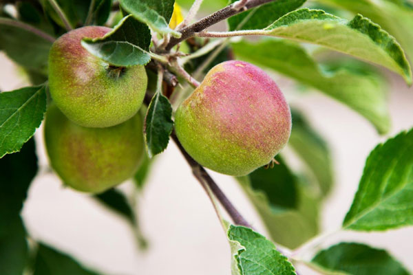 Sonoma County Gravenstein Apple Fair Sebastopol 