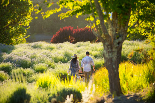 Sonoma County Picnic Spots Matanzas Creek Winery 