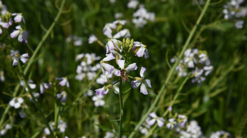 Small-flowers