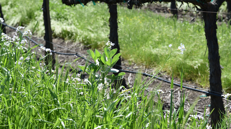 cover-crop-between-rows-of-grapes