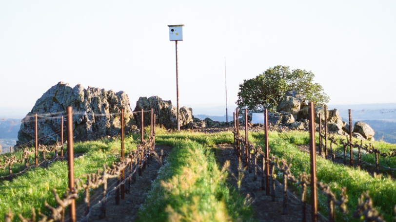 Wide-shot-of-cover-crops