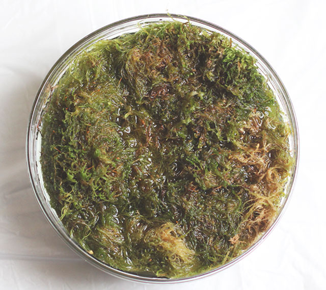 Soaking sphagnum moss