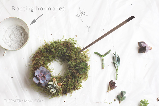 Push a hole into the moss with the chopstick