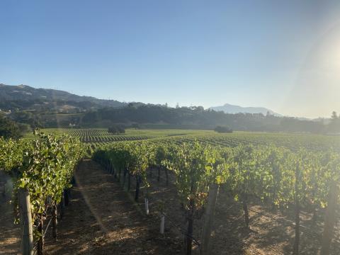 Murphy Goode Vineyard